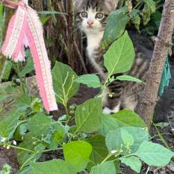 Котята. Мальчики в Кургане фото 3