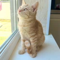Котеночек ищет себе новый дом фото 3