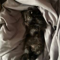 Котенок