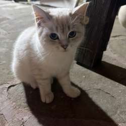 Отдам котенка в добрые руки