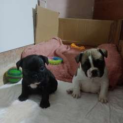 Vendo cuccioli di bulldog francese