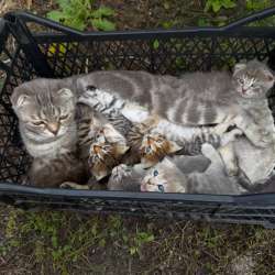 Отдадим котят в добрые руки?