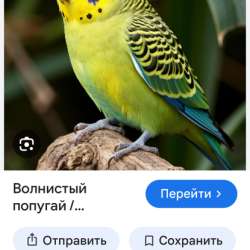 Возьму в дар попугая