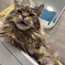 Кошка в добрые руки в Нижнем Новгороде