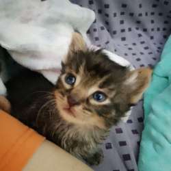 Котенок Мейкун Месси
