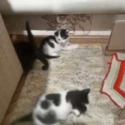 Отдам котят в добрые руки в Белорецке фото 4
