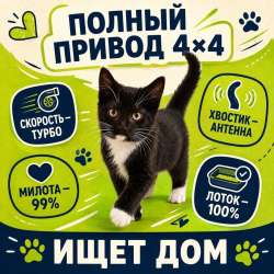 Отдам котёнка в надёжные руки в Долгопрудном фото 5