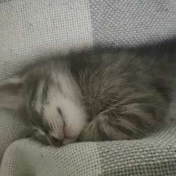Котенок в Якутске