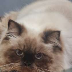 Гималайский котик