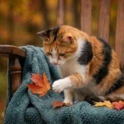 Уютная домашняя трёхцветная кошечка Маня