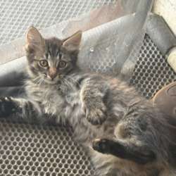 Котенок