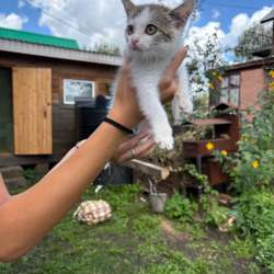 Котенок в добрые руки в Уфе