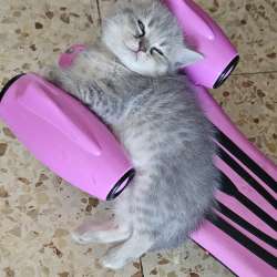 Шотландские котята фото 9