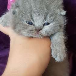 Красивые шикарные котята фото 6