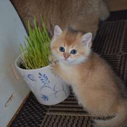 Британские котята золотая шиншилла фото 3