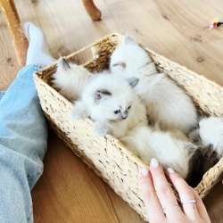 Ласкуши девочки Рэгдолл