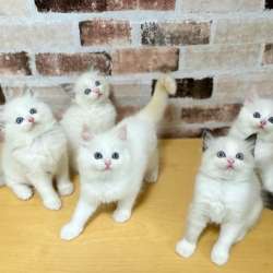 Котята Рэгдолл