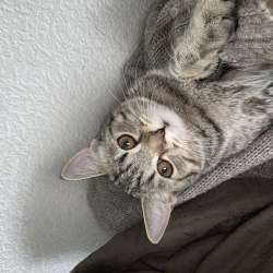 Британский котенок