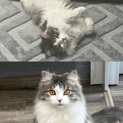 Котик