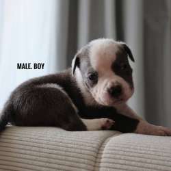American bully Standart