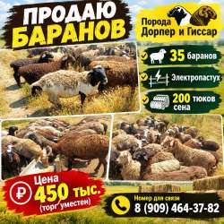 Продам 35 баранов