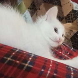 Отдаю котят в хорошие руки