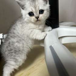 Шотландские котята фото 4