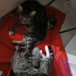 Отдаю котят в хорошие руки в Краснодаре