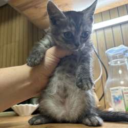 Котята в Якутске