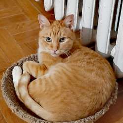 Рыжий котик ищет дом
