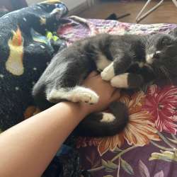 Кошка