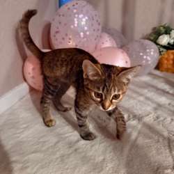 Котёнок в добрые руки в Ставрополе