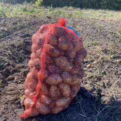 Продам картофель