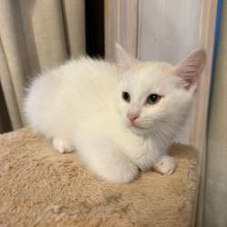 Котята в Санкт-Петербурге фото 4