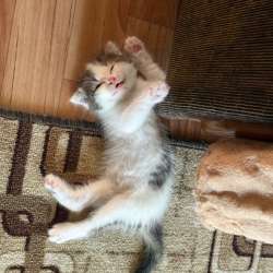 Котенок шотландский в Альметьевске