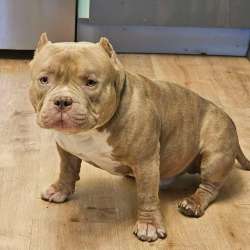 Открыта Бронь на American Bully премиум качества фото 6