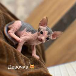 Продаются котята сфинкс фото 3