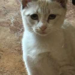 Котенок в добрые руки в Уфе фото 5