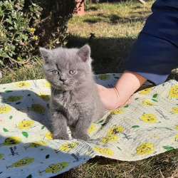 Скоттиш страйт и Скоттиш фолд