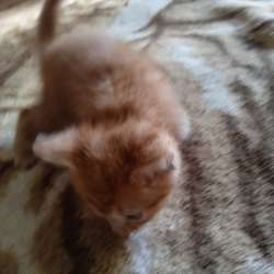 Отдам бесплатно котят