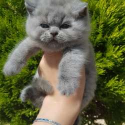 Красивые шикарные котята фото 14