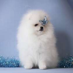 POMERANIAN SPEECHES
