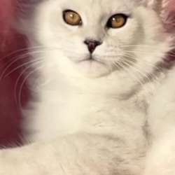 Мейнкун