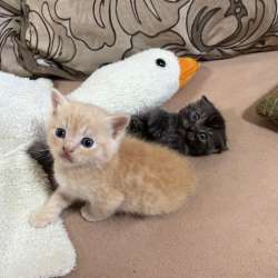 Шотландские котята