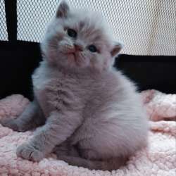 Scottish Fold фото 4