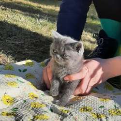 Скоттиш страйт и Скоттиш фолд фото 4