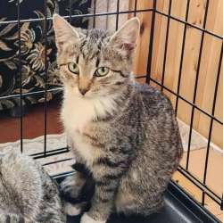 Котенок Зайка с белыми лапками ищет дом в Санкт-Петербурге фото 3