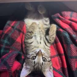 Котята в Видном фото 3