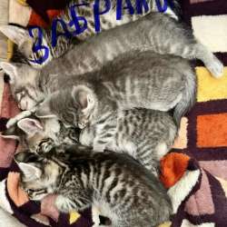 Котята в добрые руки
