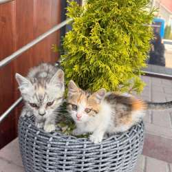 Отдам котят в добрые руки в Черкесске